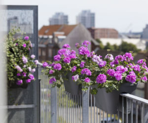 Kwiaty na balkon południowy zdjęcia
