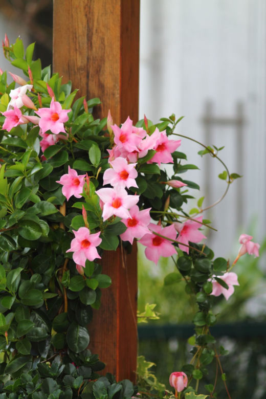 Mandewilla/Dipladenia