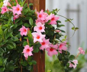 Mandewilla/Dipladenia