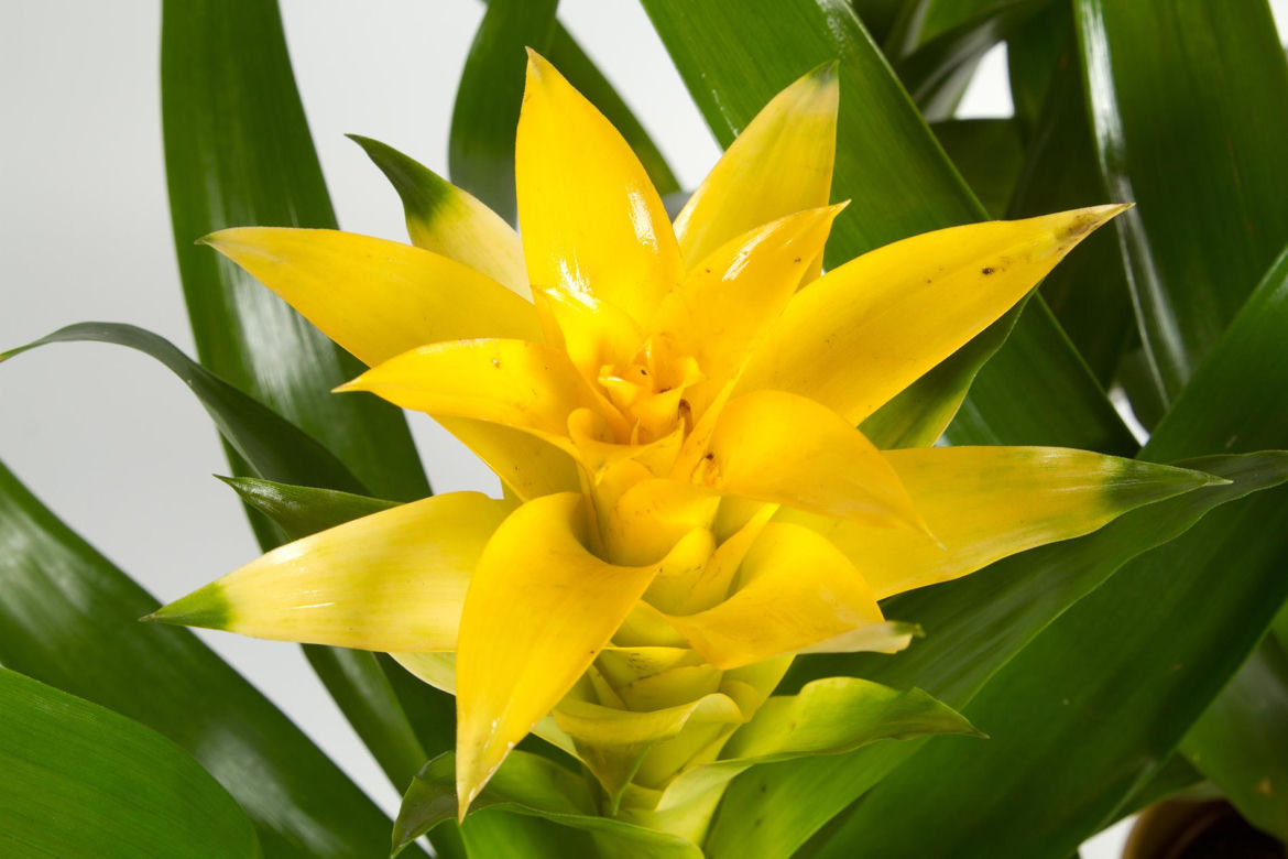 Guzmania