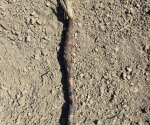 Wężymord to jedno z najbardziej niedocenianych warzyw w polskiej kuchni. Jest bogate w inulinę oraz cenne minerały