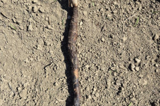 Wężymord to jedno z najbardziej niedocenianych warzyw w polskiej kuchni. Jest bogate w inulinę oraz cenne minerały