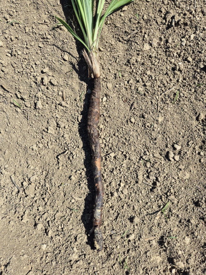Wężymord to jedno z najbardziej niedocenianych warzyw w polskiej kuchni. Jest bogate w inulinę oraz cenne minerały