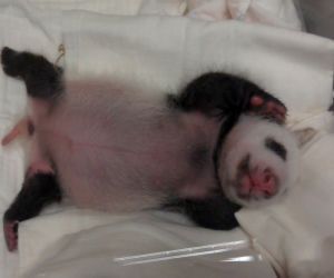 Panda wielka w zoo w Tajpej