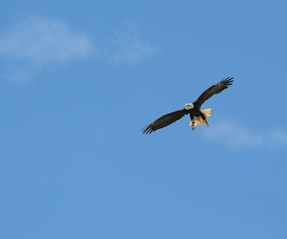 Bielik