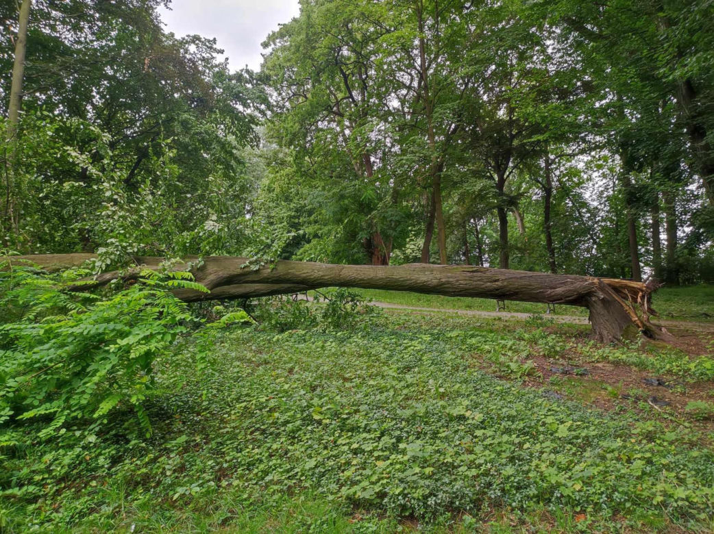 Tarnów. Dziewczynka uderzona przez zerwany konar. Koszmar na placu zabaw w Parku Strzeleckim