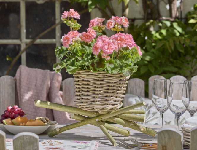 Pelargonie