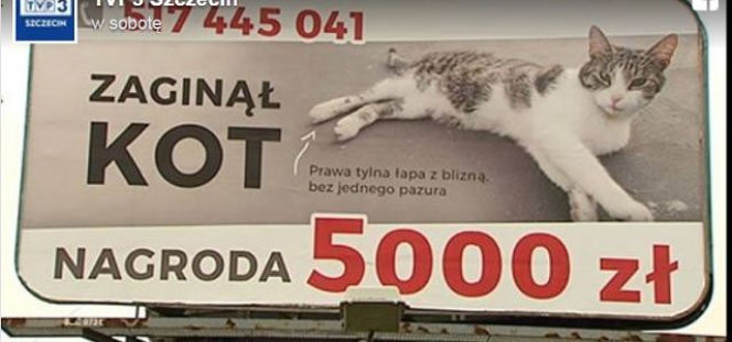 5000 zł nagrody za znalezienie dachowca - wielki billboard z ogłoszeniem 