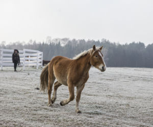 Rolnicy. Podlasie, odcinek 6 [18.04.21]