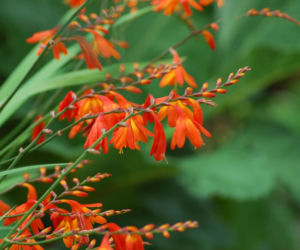 Krokosmia ogrodowa