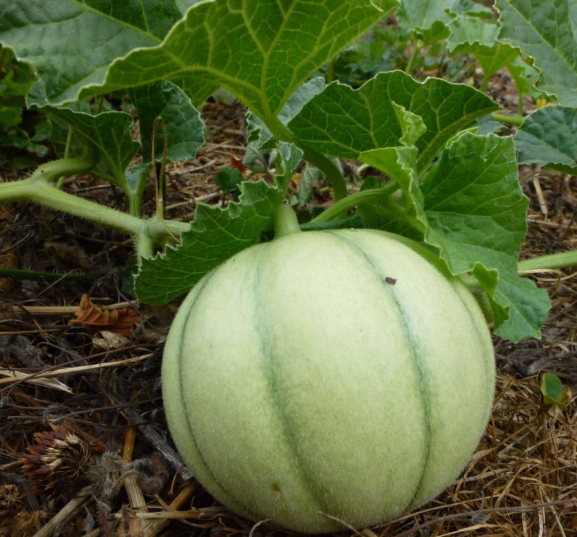 Melon