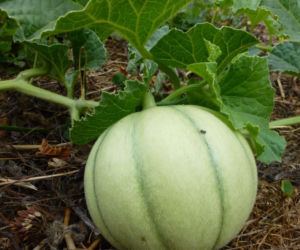 Melon