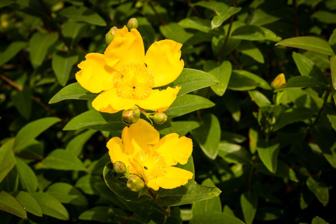 Dziurawiec 'Hidcote'