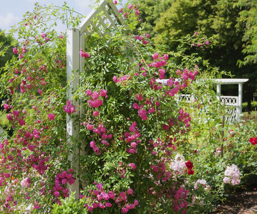 Trejaż ogrodowy – jak wybrać i wykorzystać w ogrodzie?