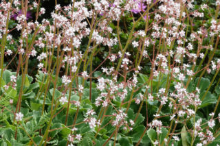 Skalnica cienista  - Saxifraga umbrosa