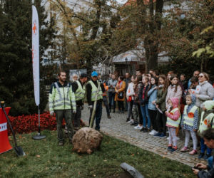 Oby rósł 100 lat! Dąb czerwony na jubileusz 100-lecia PCK