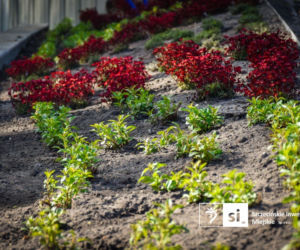 Nowe nasadzenia na Pl. Orła Białego