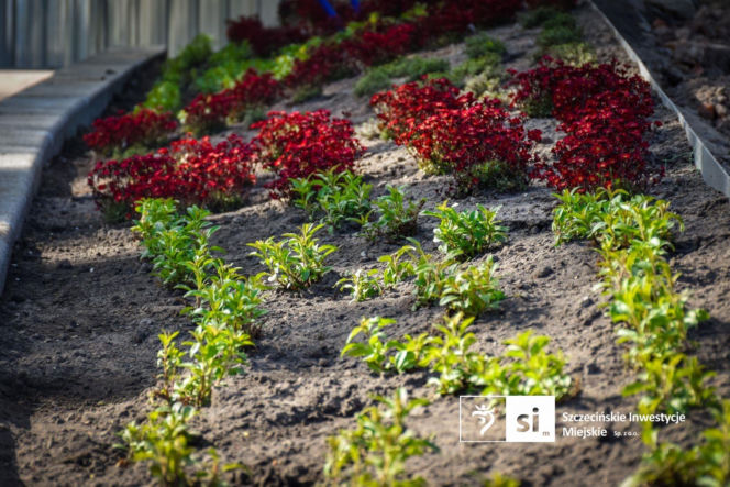 Nowe nasadzenia na Pl. Orła Białego