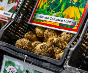 Sadzonki i cebulki kwiatów - Targi Garden 2026 Ptak Expo