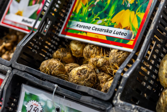 Sadzonki i cebulki kwiatów - Targi Garden 2026 Ptak Expo