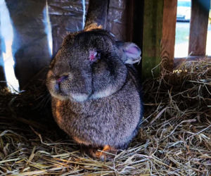 Żywa szopka w Żydowcach
