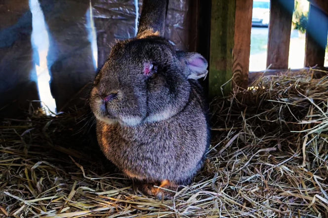 Żywa szopka w Żydowcach