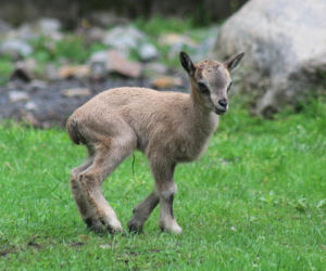 Te maluchy przyszły na świat w warszawskim ZOO w 2025 roku