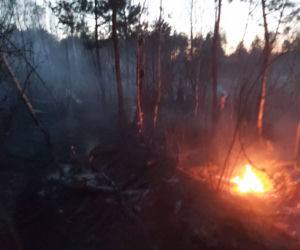 Wyciągnęli padalca z pożogi