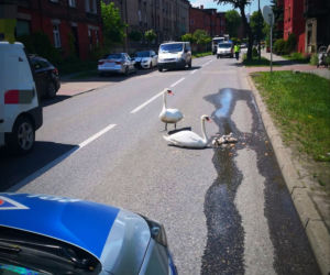 Łąbędzie sparaliżowały ruch w Piekarach Śląskich