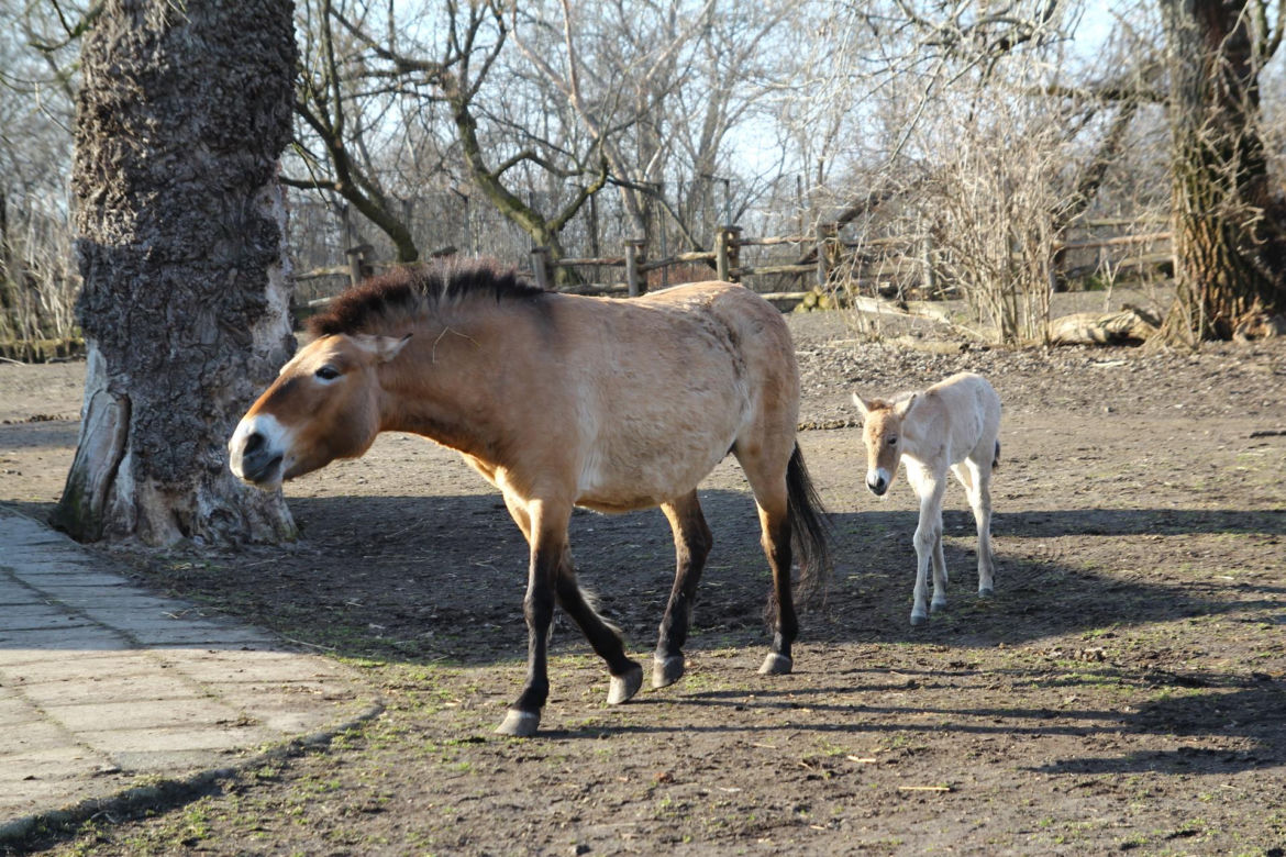  Warszawskie zoo ma nowego mieszkańca. To trzecie dziecko Primy i Larsa