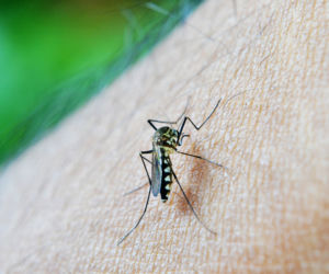 Malaria