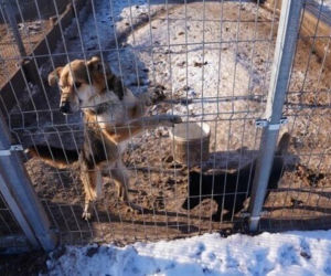 Akcja ratunkowa w likwidowanym schronisku Kocham Psisko w Mąkosach Nowych