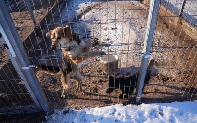 Akcja ratunkowa w likwidowanym schronisku Kocham Psisko w Mąkosach Nowych
