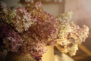 Delikatne jak koronka, piękne przez całą zimę! Te wysuszone kwiatostany wyglądają jak utkane z anielskich nici