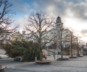 Choinka już stoi na rynku w Gorlicach! WSPANIAŁY świerk mierzy ponad 10 metrów
