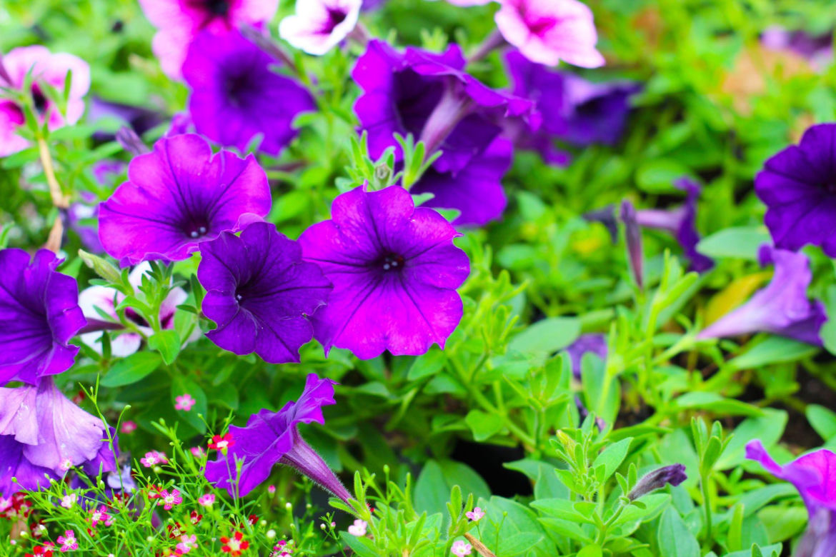 Supertunia
