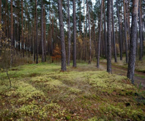 Każdy będzie mógł posadzić las! 