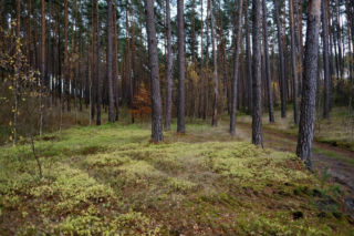 Każdy będzie mógł posadzić las! 