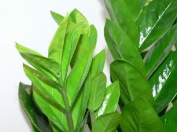 Zamioculcas