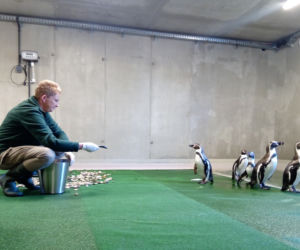 Tak prezentują się pingwiny w śląskim ZOO. Kiedy będzie można je odwiedzać? [ZDJĘCIA, WIDEO]