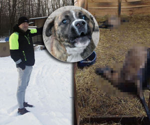 Wataha zdziczałych psów terroryzuje wieś. „Nie zaatakowały z głodu. To była napaść, by zabić”