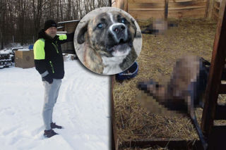 Wataha zdziczałych psów terroryzuje wieś. „Nie zaatakowały z głodu. To była napaść, by zabić”