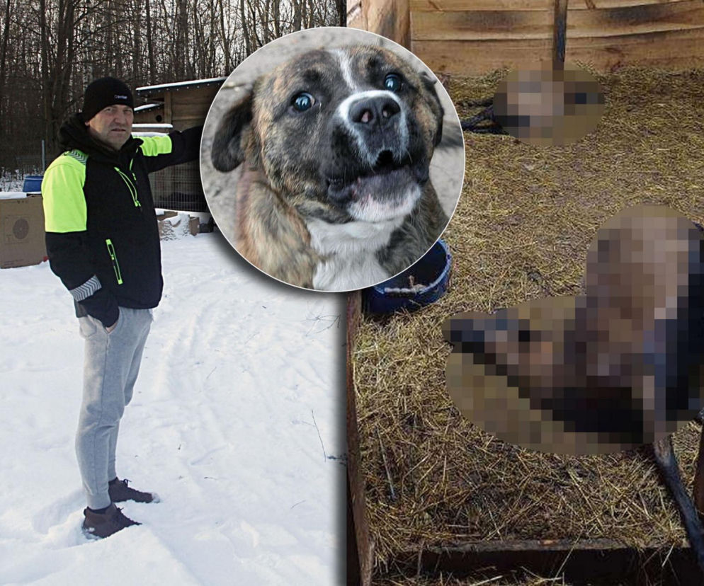 Wataha psów terroryzuje wieś. „Nie zaatakowały z głodu. To była napaść, by zabić”