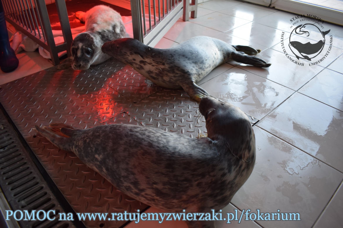 Foki podrzucają dzieci do fokarium