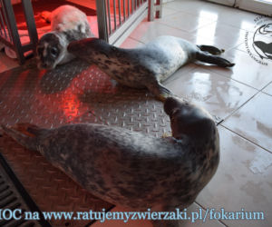 Foki podrzucają dzieci do fokarium