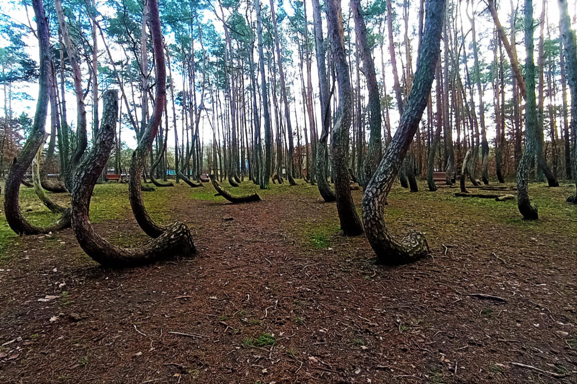 Krzywy Las pod Gryfinem