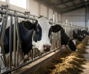 Dopłaty do Krów 2026 