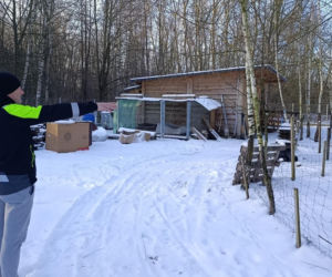 Wataha psów terroryzuje wieś. „Nie zaatakowały z głodu. To była napaść, by zabić”