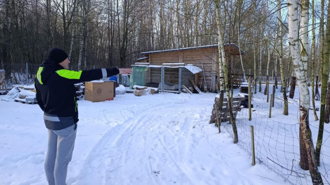 Wataha psów terroryzuje wieś. „Nie zaatakowały z głodu. To była napaść, by zabić”