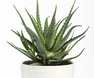aloes